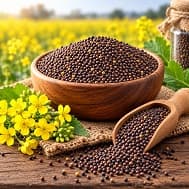 Mustard Seeds